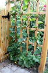 malabar spinach vines